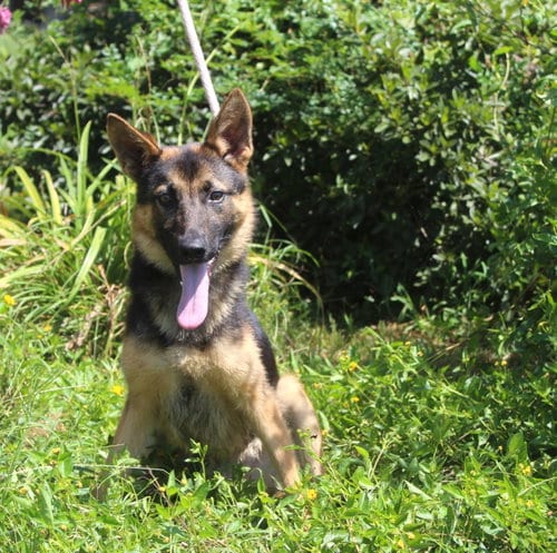 Photo of Jaxon-6 m Neuter Contract Required $425, adoptable German Shepherd Dog in Holly Hill, South Carolina