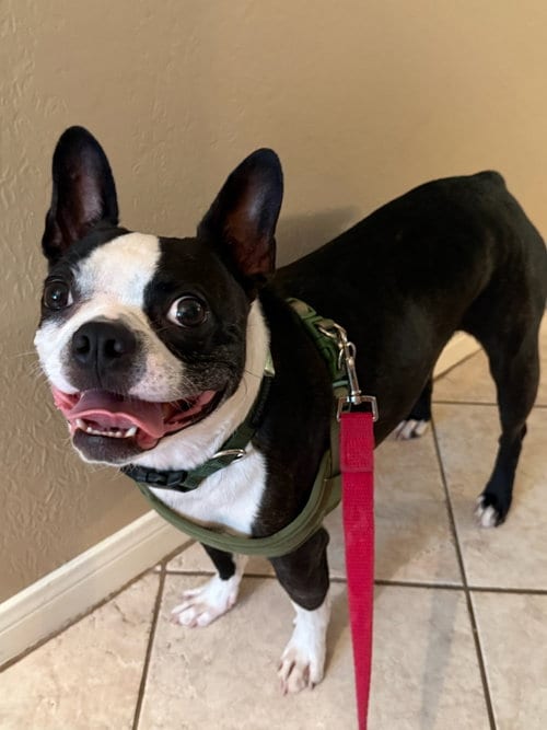 Photo of Oliver, adoptable Boston Terrier in Plano, Texas