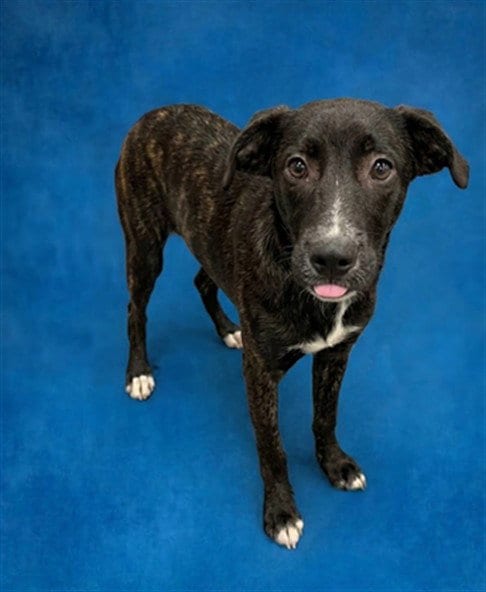 Photo of Swanley, adoptable Siberian Husky in Peoria, Illinois