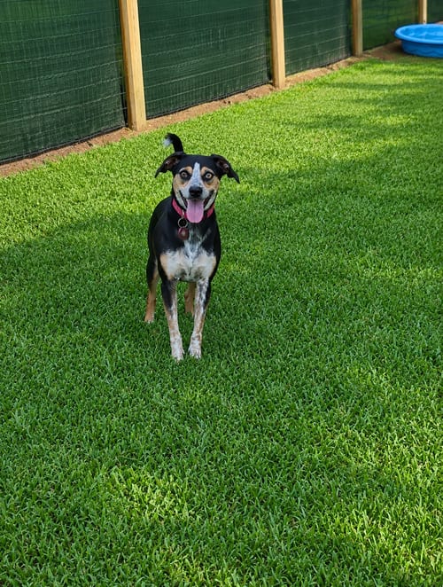 Photo of Brody, adoptable Chihuahua in Nashville, Tennessee