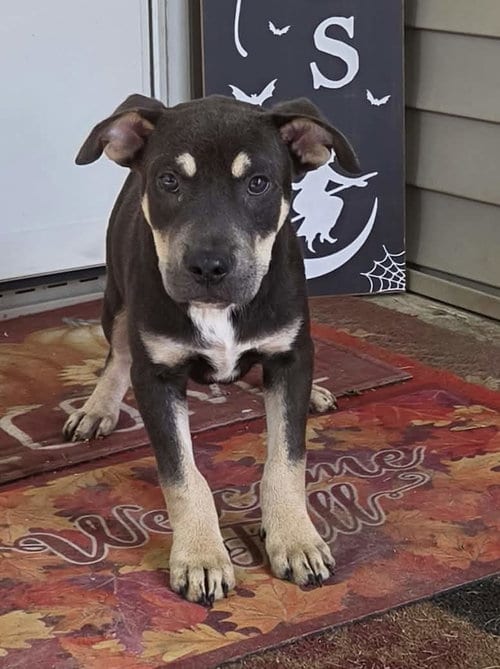 Photo of Bull (NY-Shari), adoptable German Shepherd Dog in SHERBURNE, New York