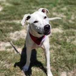 Photo of Loki JuM, adoptable American Pit Bull Terrier Labrador Retriever in Hartford, Connecticut