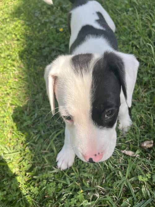 Photo of Shane Mark, adoptable Boxer in The Woodlands, Texas