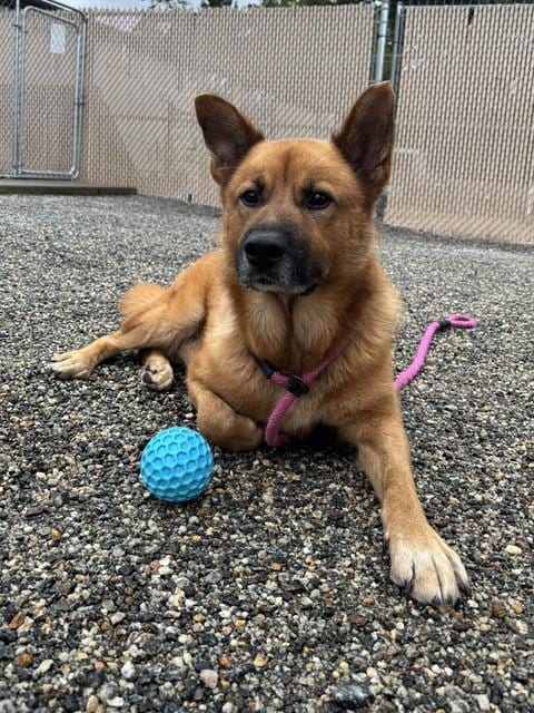 Photo of Frank, adoptable German Shepherd Dog in Palmetto, Florida