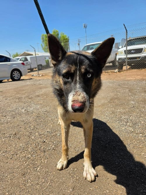 Photo of Hawk, adoptable Shepherd in El Centro, California