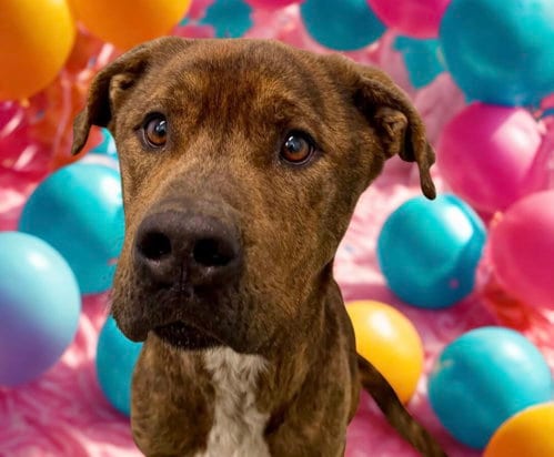 Photo of Marley, adoptable Plott Hound in Forest Hill, Maryland