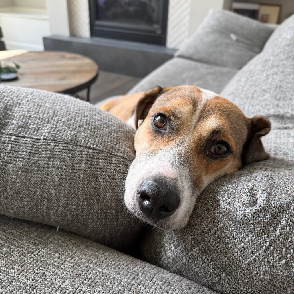 Photo of Cupcake D70557, adoptable Beagle / Retriever, Labrador in Minnesota, Minnesota