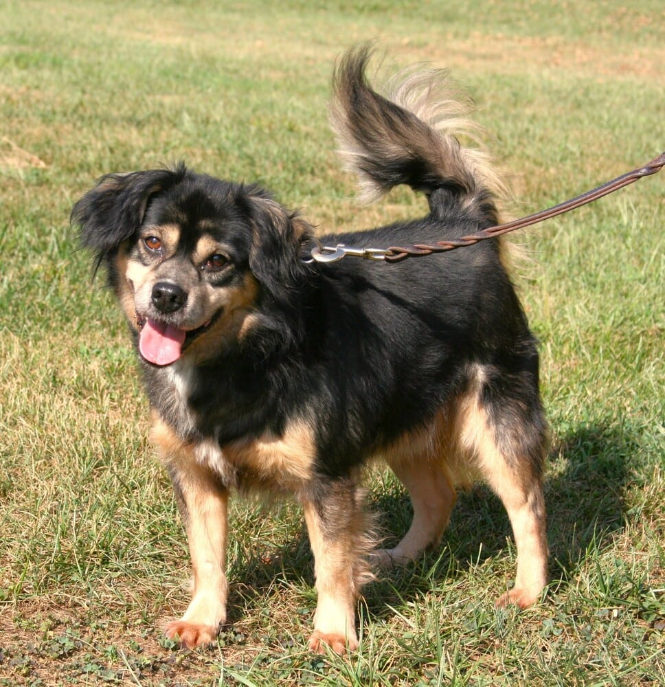 Photo of Houdini, adoptable Beagle in Linton, Indiana