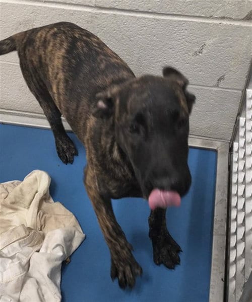 Photo of Kay, adoptable Plott Hound in St Louis, Missouri