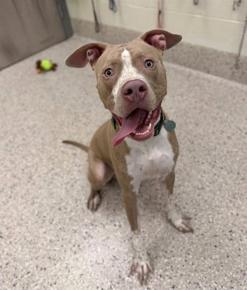 Photo of Rocky Road, adoptable Pit Bull Terrier in Brighton, Colorado