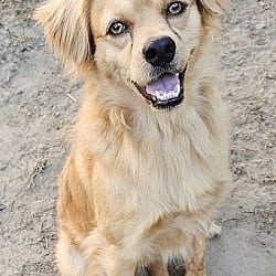 Photo of Corky, adoptable Terrier (Unknown Type, Medium) in Gretna, Florida