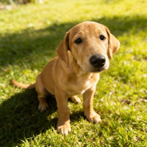 Photo of Winston, adoptable Dachshund in Chandler, Arizona