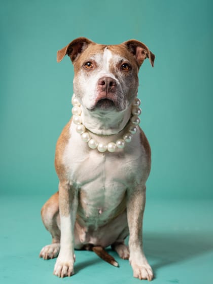 Photo of Missie, adoptable dog in Atlanta, Georgia