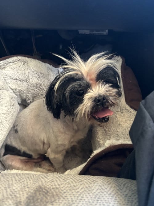 Photo of Penny, adoptable Shih Tzu in Grafton, Wisconsin