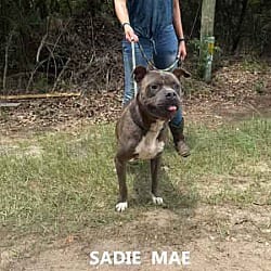 Photo of Sadie Mae, adoptable Pit Bull Terrier in Washington, Georgia