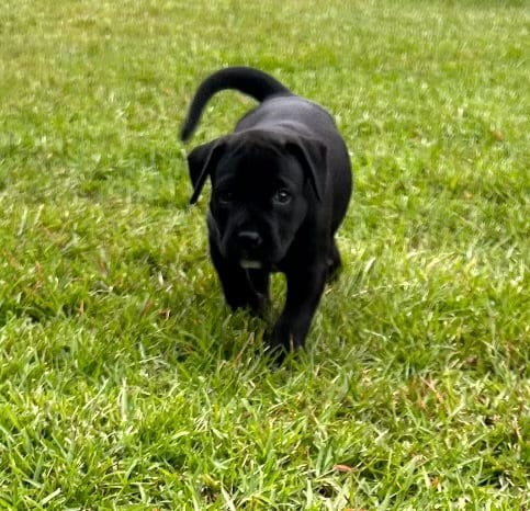 Photo of CocoBean, adoptable Labrador Retriever in Holly Springs, North Carolina