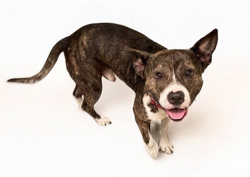 Photo of Griffin, adoptable American Staffordshire Terrier in Ft Lauderdale, Florida