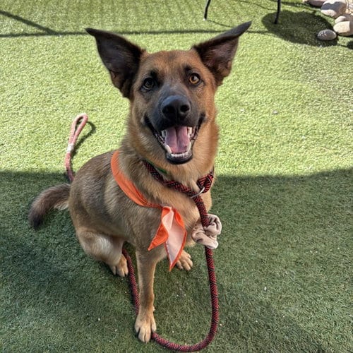 Photo of Grizzly, adoptable German Shepherd Dog in Phoenix, Arizona