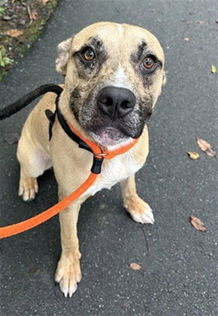 Photo of Asher, adoptable Hound in Newton, North Carolina