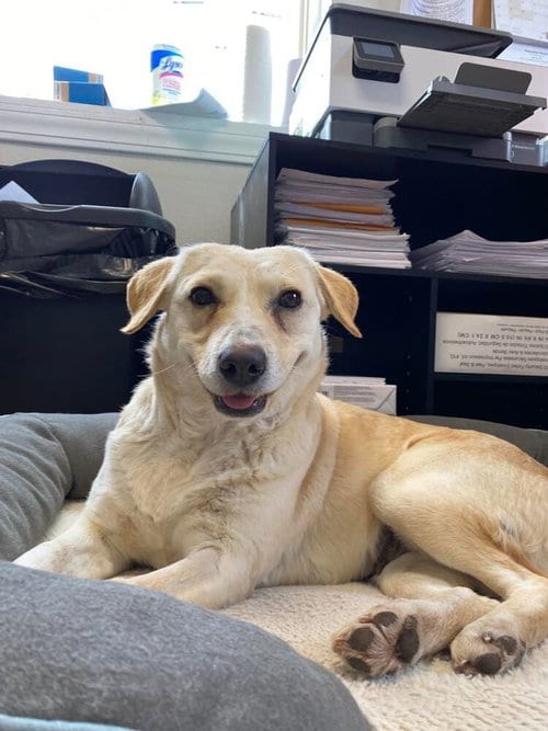 Photo of Honeybee, adoptable Labrador Retriever in Bolivar, Missouri