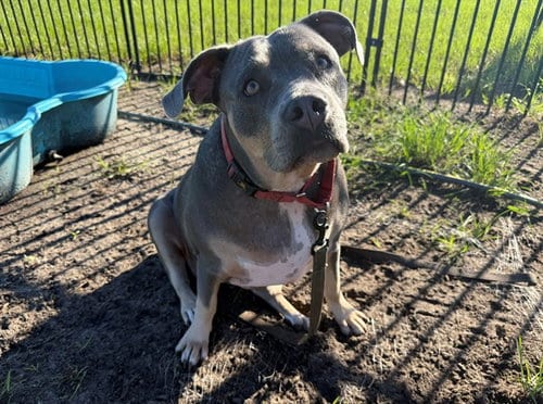 Photo of Elsa, adoptable American Pit Bull Terrier in Ocala, Florida