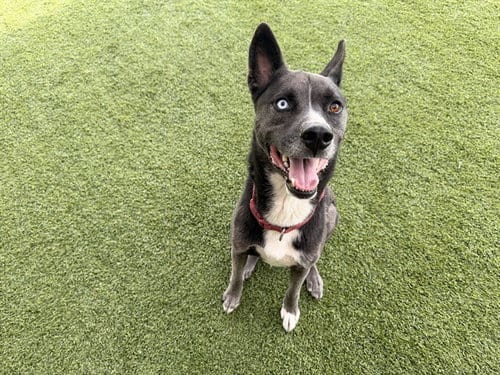 Photo of Lobo, adoptable German Shepherd Dog in Garland, Texas