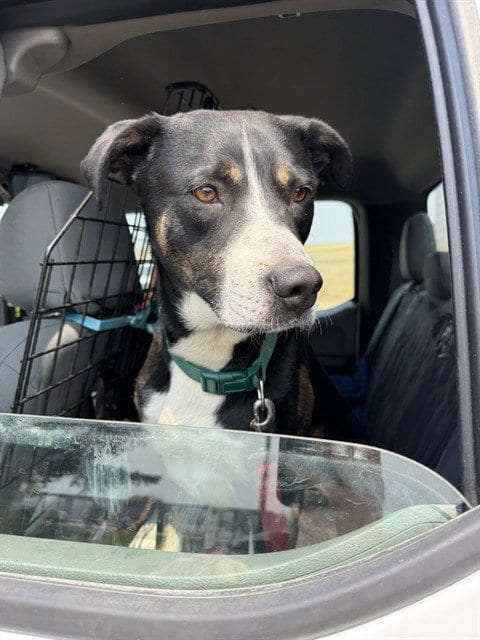 Photo of Atticus, adoptable Catahoula Leopard Dog in Casper, Wyoming