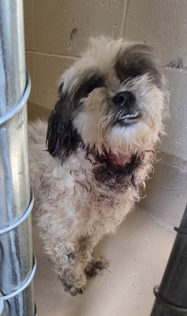 Photo of Aspen, adoptable Shih Tzu cross in Lawrenceville, Georgia