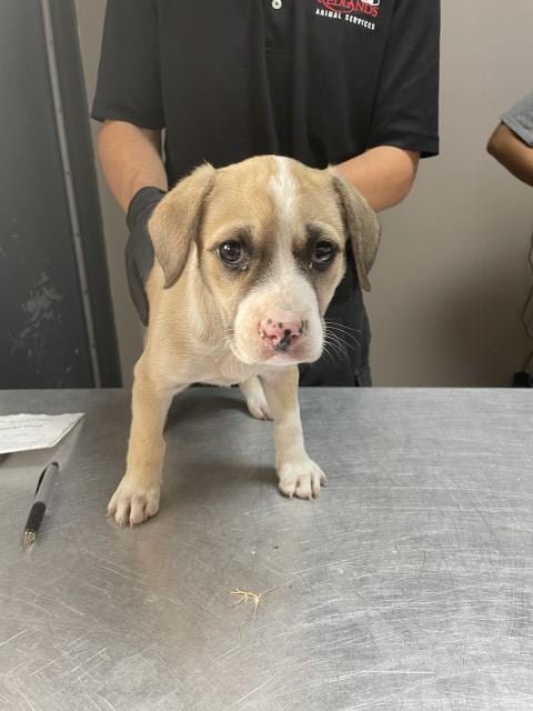 Photo of Spottie, adoptable Pit Bull Terrier in Redlands, California