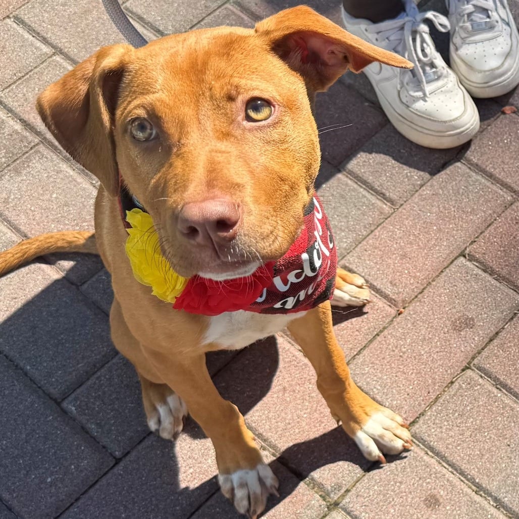 Photo of Margo, adoptable Terrier, Pit Bull in East Hanover, New Jersey