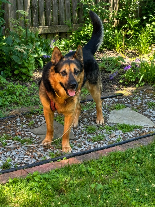 Photo of Goliath, adoptable German Shepherd Dog in Baltimore, Maryland