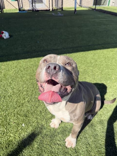 Photo of Rocko, adoptable Pit Bull Terrier in Dallas, Texas