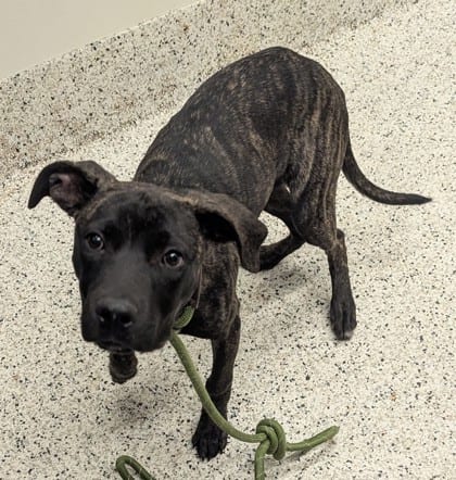 Photo of Normon, adoptable dog in Atlanta, Georgia