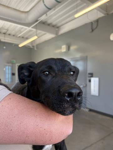 Photo of Michael, adoptable German Shepherd Dog in San Martin, California