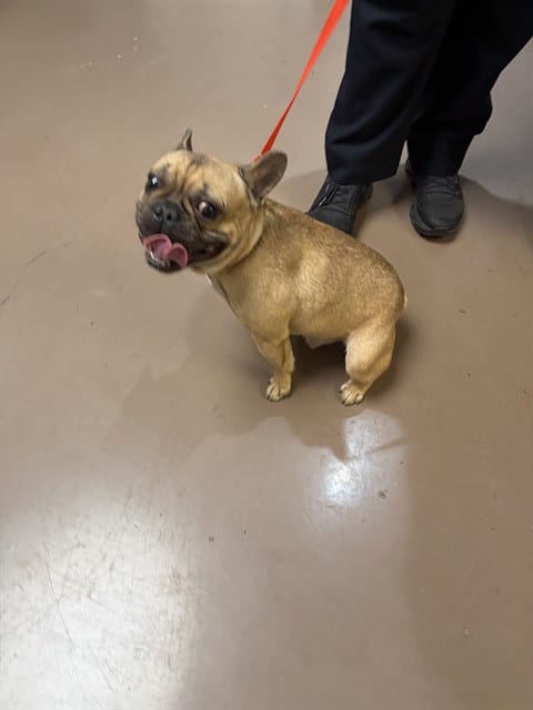 Photo of Magnus, adoptable French Bulldog in Chicago, Illinois