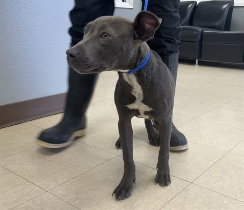 Photo of Julia, adoptable Pit Bull Terrier in Killeen, Texas