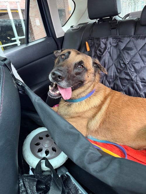 Photo of Fredo - Located in NY, adoptable Belgian Shepherd Malinois in Imlay City, Michigan