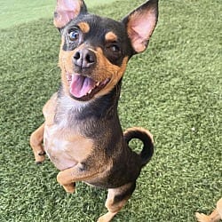 Photo of Uno, adoptable Chihuahua Miniature Pinscher in PHOENIX, Arizona
