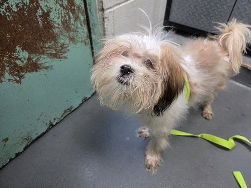 Photo of Fritz, adoptable Poodle (Miniature) in Antioch, California