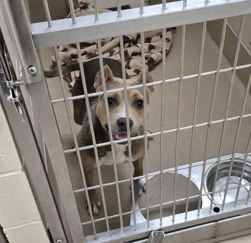 Photo of Blueberry Cream Cheese, adoptable Pit Bull Terrier in Decatur, Illinois