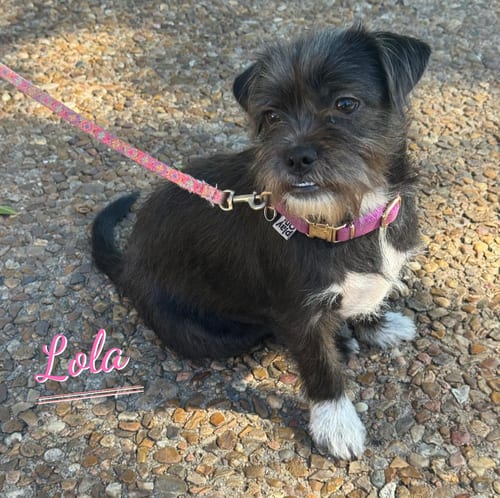 Photo of Lola #plush-toy-litter, adoptable Jack Russell Terrier in HOUSTON, Texas