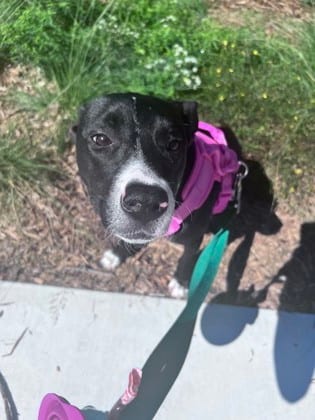 Photo of Roxxie, adoptable dog in Atlanta, Georgia
