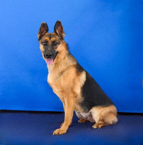 Photo of Lucy, adoptable German Shepherd Dog in Baldwin Park, California