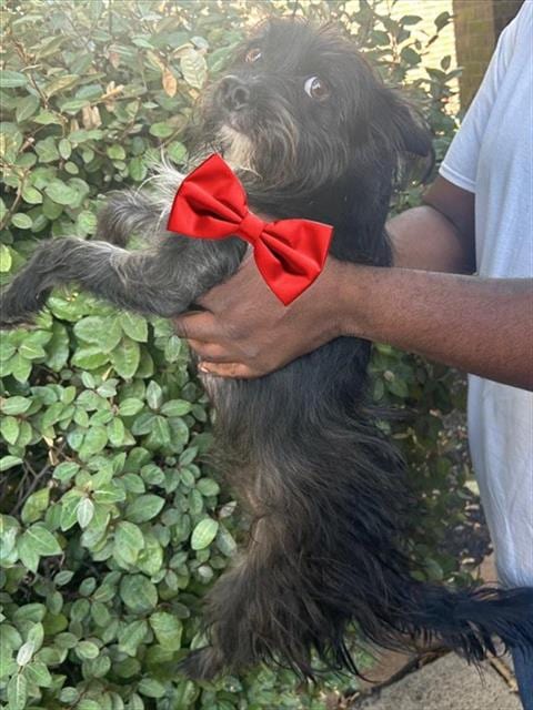 Photo of A663677, adoptable Miniature Schnauzer in Houston, Texas