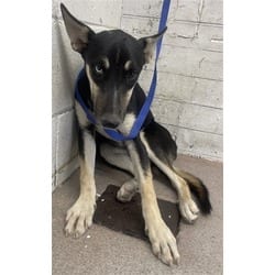 Photo of Pudding, adoptable German Shepherd Dog in San Bernardino, California