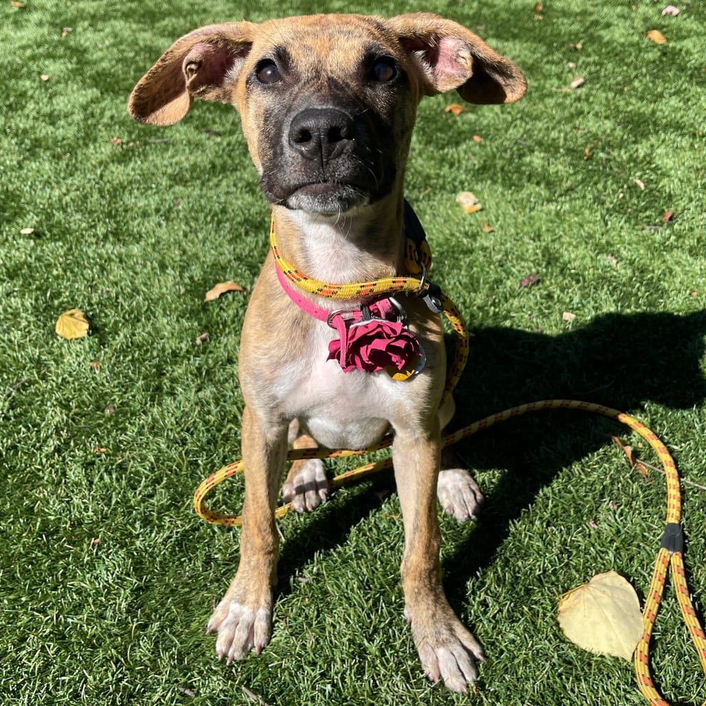 Photo of Coconut, adoptable Mixed Breed (Medium) in St. Charles, Missouri
