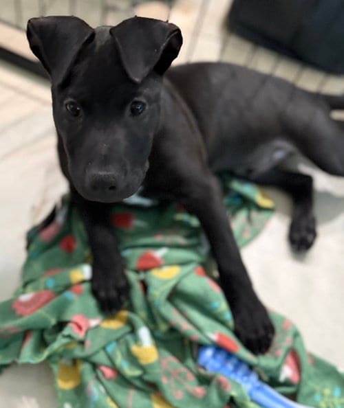 Photo of Friday, adoptable Labrador Retriever in Royal Palm Beach, Florida