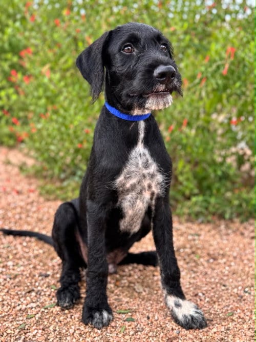 Photo of Ryder, adoptable Labrador Retriever in PIPE CREEK, Texas