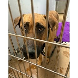 Photo of Nala, adoptable Mixed Breed (Medium) in Maumee, Ohio