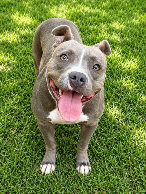 Photo of Tesla (f), adoptable Pit Bull Terrier in Nashville, Tennessee